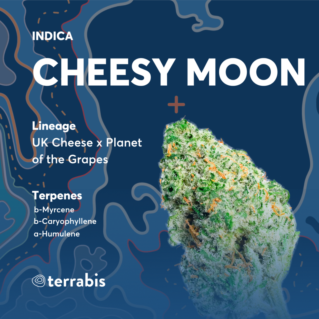 Cheesy Moon Flower Strain