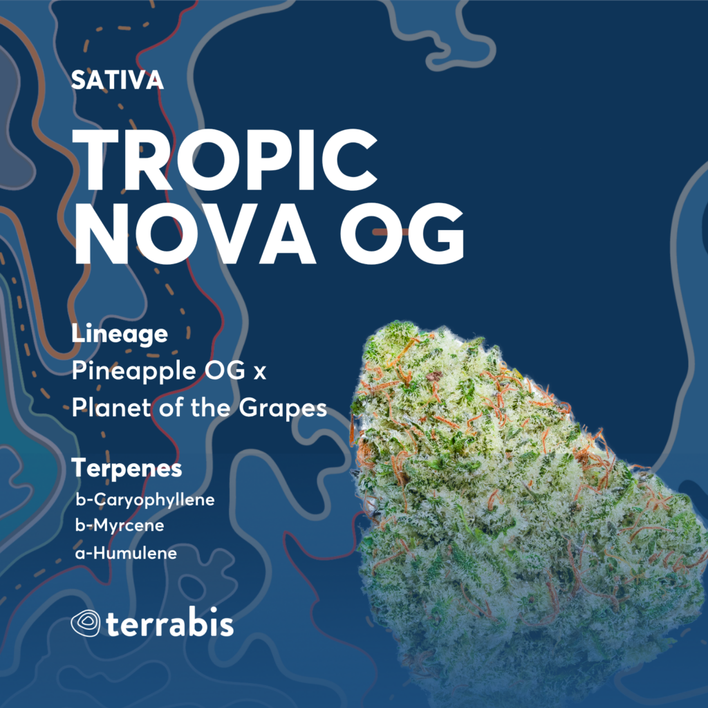Tropic Nova OG Flower Strain